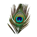 Feather